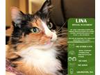 Adopt Lina a Domestic Long Hair