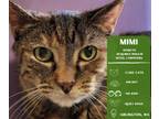 Adopt Mimi a Domestic Short Hair