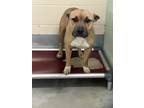 Adopt Gracee a American Staffordshire Terrier, Staffordshire Bull Terrier