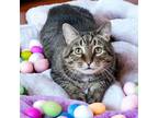 Adopt Odessa a Domestic Short Hair, American Shorthair