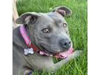 Adopt Noel - Claremont Location a Pit Bull Terrier