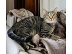 Adopt Holly a Tabby