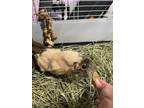 Adopt Sage (paired w/ Rosemary) a Guinea Pig