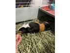 Adopt Rosemary (paired w/ Sage) a Guinea Pig