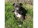 Adopt Neila a American Staffordshire Terrier