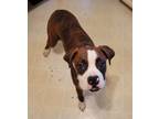 Adopt Smoosh - ADOPTION PENDING!!! a Boxer