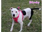 Adopt BIRDY a American Staffordshire Terrier, Whippet
