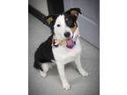 Adopt #1090 Sydney a Border Collie