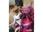 Adopt Brooke a Staffordshire Bull Terrier