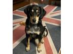 Adopt Croissant a Hound, Bluetick Coonhound