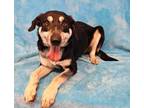 Adopt Pretzel a Smooth Collie, German Shepherd Dog