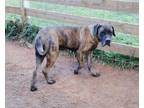 Adopt Bleu a Mastiff