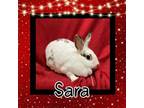 Adopt Sara LOUISVILLE a Bunny Rabbit