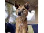 Adopt Lola Loofah a German Shepherd Dog