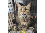 Adopt Robin a Domestic Medium Hair