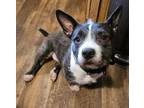 Adopt Stella Bella a Cardigan Welsh Corgi, Miniature Schnauzer