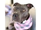 Adopt Zoey a American Staffordshire Terrier