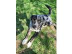 Adopt Pringle a Catahoula Leopard Dog, Labrador Retriever