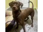 Adopt Dolly a Mixed Breed, Chocolate Labrador Retriever