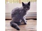 Adopt Parsnip a Domestic Short Hair, Russian Blue