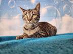 Adopt Josie a Tabby, Domestic Short Hair