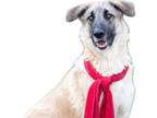 Adopt Scarlett a Anatolian Shepherd