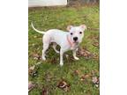 Adopt Snowball a American Staffordshire Terrier