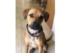 Adopt Morena a Black Mouth Cur