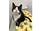 Adopt Kaity Lacy a Tuxedo, Domestic Short Hair