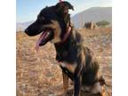 Adopt Jessy a Australian Kelpie, Shepherd