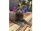 Adopt Tybbi (bonded with Bibby) a Domestic Short Hair