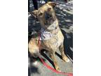 Adopt Daphne a Dutch Shepherd