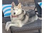 Adopt Sadie a Siberian Husky