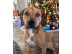 Adopt Maggie a Boxer, Mixed Breed