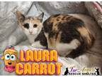 Adopt Laura Carrot a Dilute Calico