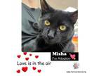 Adopt Misha a Domestic Short Hair