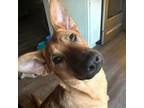 Adopt LUNA LIU a German Shepherd Dog, Carolina Dog