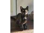 Adopt Alex a Bombay, Domestic Short Hair