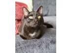 Adopt Jane a Bombay, Domestic Short Hair