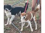 Adopt Lolo and Casey a Border Collie