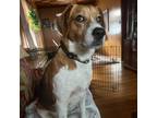 Adopt Dolly a Beagle