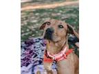 Adopt Cider a Rhodesian Ridgeback