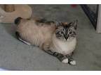 Adopt Whiskers Manx a Manx, Siamese