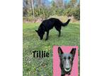 Adopt Tilly a German Shepherd Dog