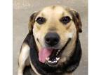 Adopt Jenny a German Shepherd Dog, Labrador Retriever