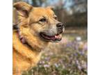 Adopt Sasha a Chow Chow