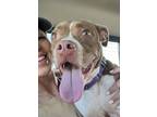 Adopt Eve a American Staffordshire Terrier