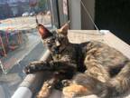 Adopt Denise a Tortoiseshell