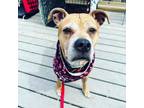 Adopt Simone a Mixed Breed, Pit Bull Terrier