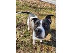 Adopt Chloe a American Staffordshire Terrier, Border Collie